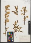 Foto von Salix nigra Marshall